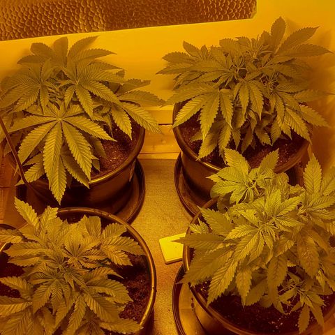 Northern Lights (free seed) growlog photo: all now in 20l pots and still water from 9l pots. check Saturday and mix a feed up. 