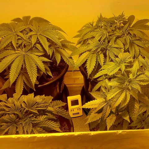 Northern Lights (free seed) growlog photo: bushy