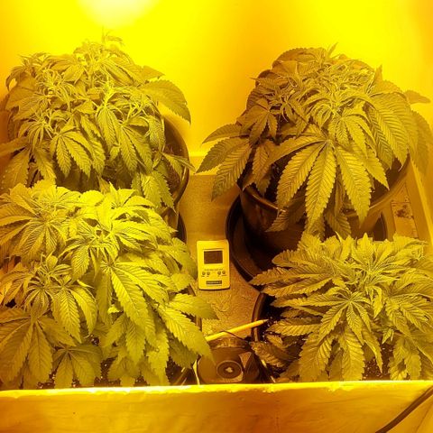 Northern Lights (free seed) growlog photo: After watering and moving around. banana kush back left criminal + back right northern lights front left rainbow glue front right. 

probably stay in position till finish now 