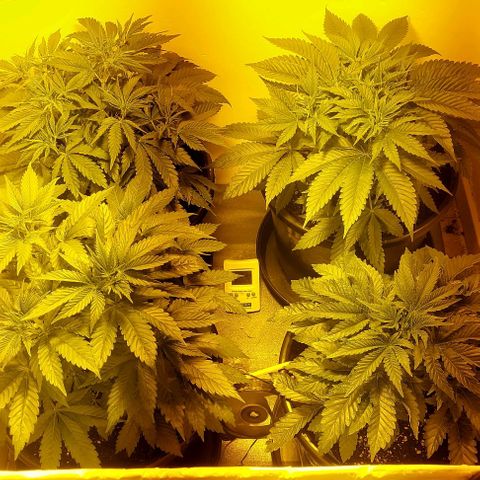 Northern Lights (free seed) growlog photo: Happy with there food look all puffed out today 