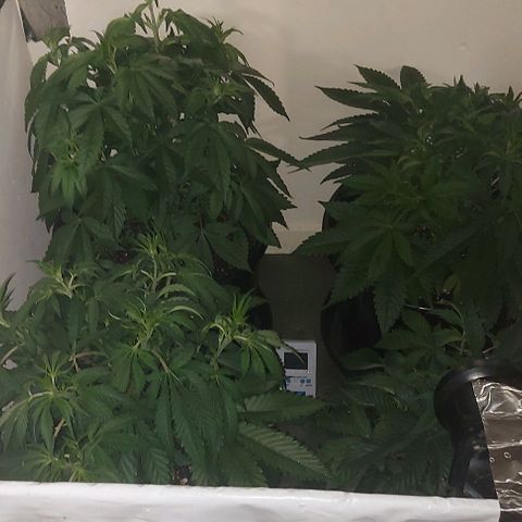 Northern Lights (free seed) growlog photo: lights just off 