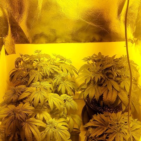 Northern Lights (free seed) growlog photo: After defoliation