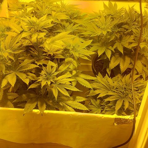 Northern Lights (free seed) growlog photo: After 12 hour dark...... 