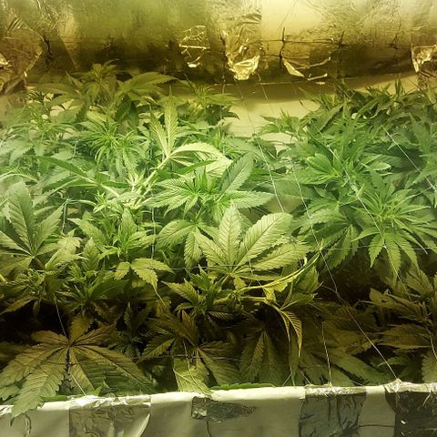 Northern Lights (free seed) growlog photo: net added