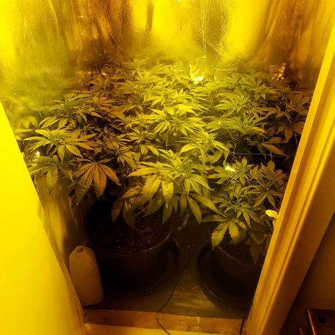 Northern Lights (free seed) growlog timeline photo