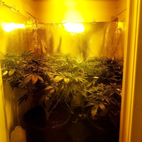 Northern Lights (free seed) growlog timeline photo