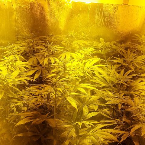 Northern Lights (free seed) growlog timeline photo