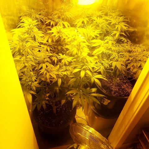 Northern Lights (free seed) growlog timeline photo
