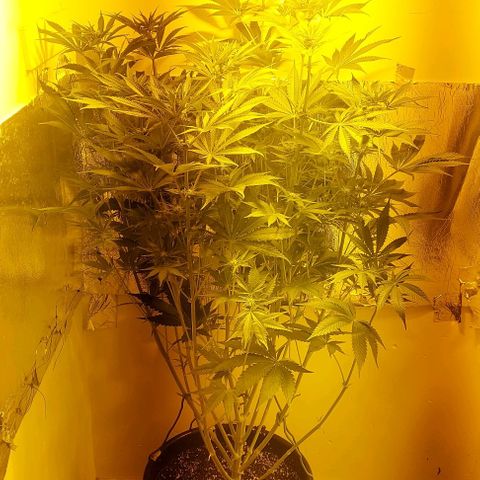 Northern Lights (free seed) growlog timeline photo