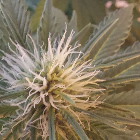 Northern Lights (free seed) growlog timeline photo