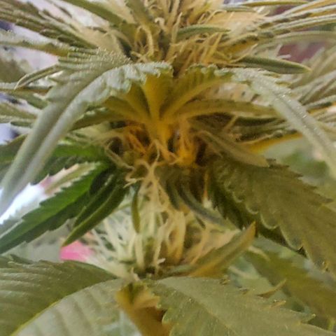 Northern Lights (free seed) growlog timeline photo