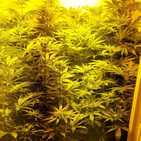 Northern Lights (free seed) growlog timeline photo