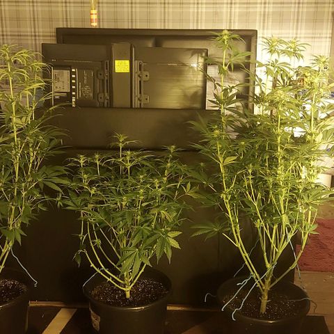 Northern Lights (free seed) growlog timeline photo
