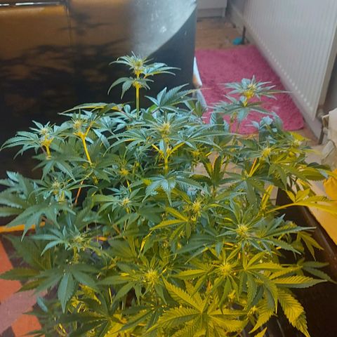 Northern Lights (free seed) growlog timeline photo