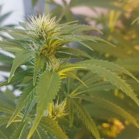 Northern Lights (free seed) growlog timeline photo