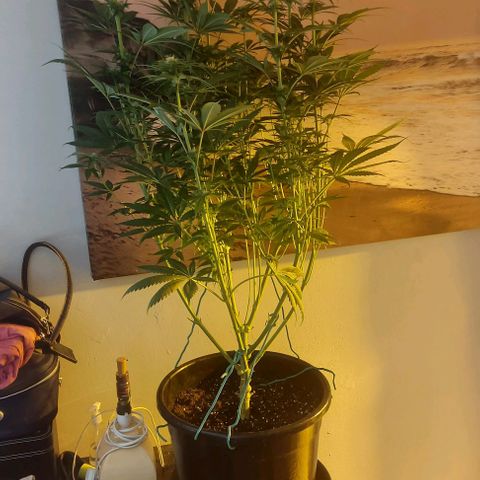 Northern Lights (free seed) growlog timeline photo