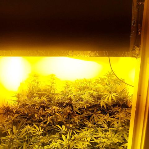 Northern Lights (free seed) growlog photo: light moved higher qs noticed yellowingbof pistl below bulb. hung carbon filter from ceiling and light from the carbon filter 