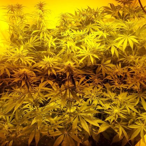 Northern Lights (free seed) growlog timeline photo
