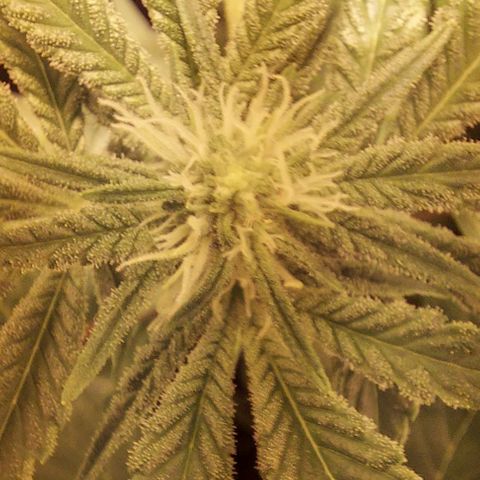 Northern Lights (free seed) growlog photo: all developing well 