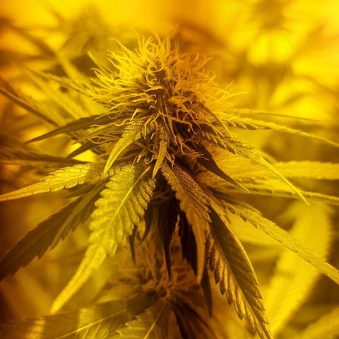 Northern Lights (free seed) growlog photo: all developing well 