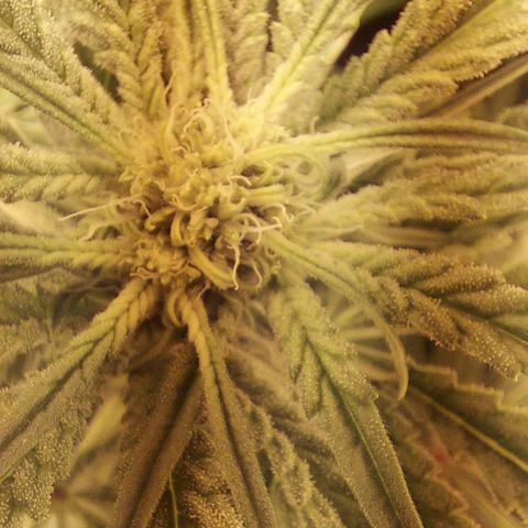 Northern Lights (free seed) growlog photo: all developing well 