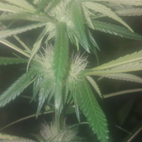 Northern Lights (free seed) growlog timeline photo