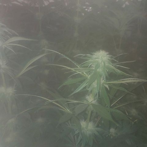 Northern Lights (free seed) growlog timeline photo