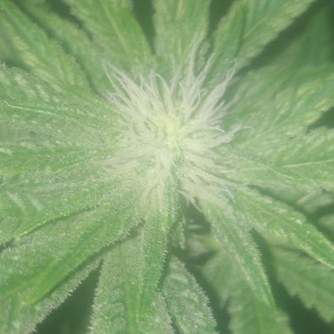 Northern Lights (free seed) growlog timeline photo