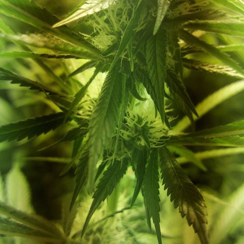 Northern Lights (free seed) growlog photo: pictures with light ballance adjusted 