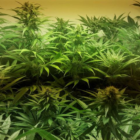 Northern Lights (free seed) growlog photo: pictures with light ballance adjusted 