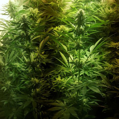 Northern Lights (free seed) growlog photo: pictures with light ballance adjusted 