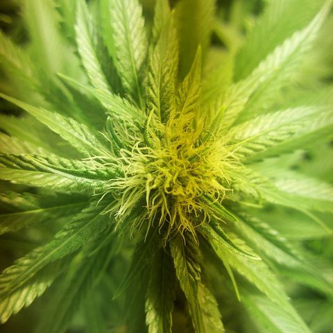 Northern Lights (free seed) growlog photo: pictures with light ballance adjusted 