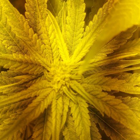 Northern Lights (free seed) growlog photo: pictures with light ballance adjusted 