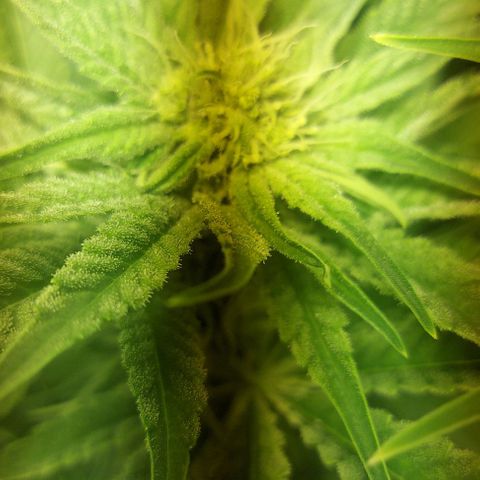 Northern Lights (free seed) growlog photo: pictures with light ballance adjusted 