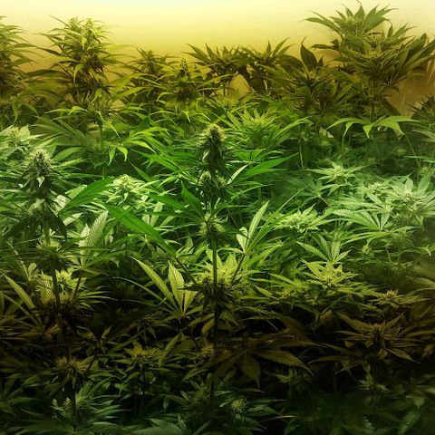 Northern Lights (free seed) growlog photo: pictures with light ballance adjusted 