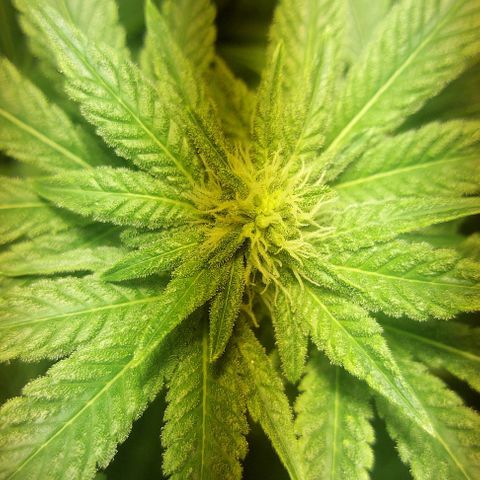 Northern Lights (free seed) growlog photo: pictures with light ballance adjusted 