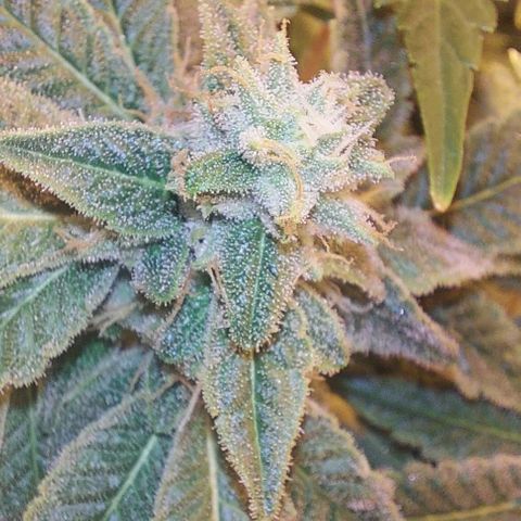 Northern Lights (free seed) growlog photo: coming along nicely 