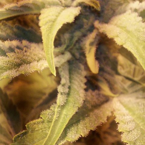 Northern Lights (free seed) growlog photo: coming along nicely 