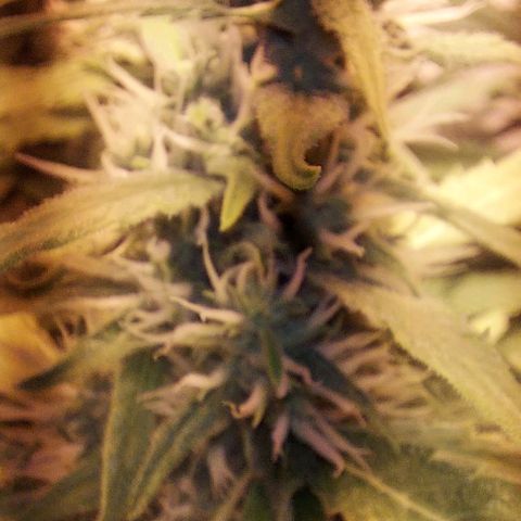 Northern Lights (free seed) growlog photo: coming along nicely 