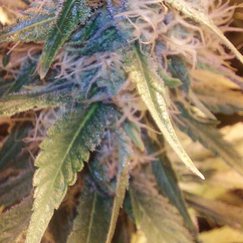 Northern Lights (free seed) growlog photo: coming along nicely 