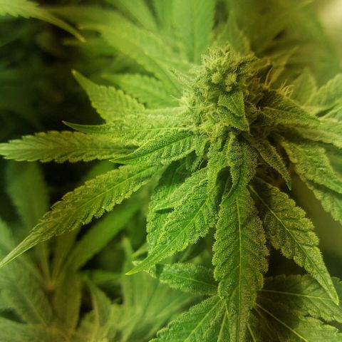 Northern Lights (free seed) growlog photo: start week 6 browning of pistls started another 21 days ish 