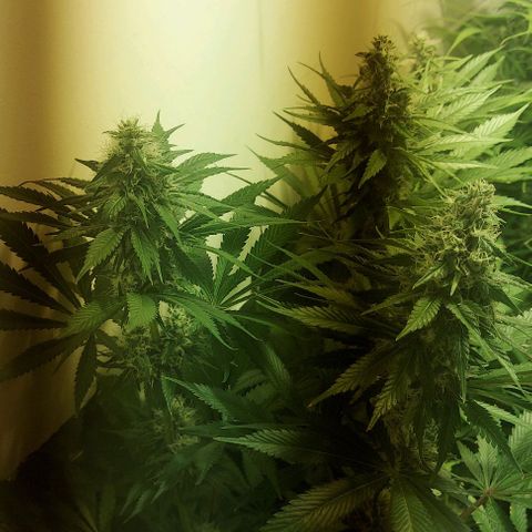 Northern Lights (free seed) growlog photo: start week 6 browning of pistls started another 21 days ish 