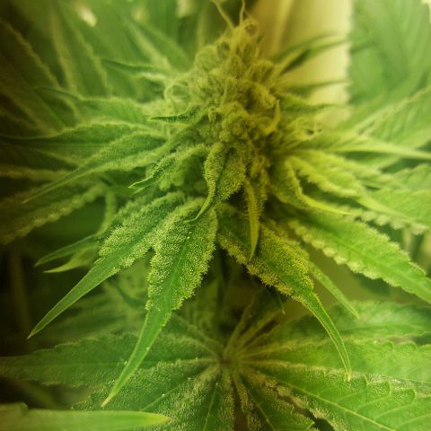 Northern Lights (free seed) growlog photo: start week 6 browning of pistls started another 21 days ish 