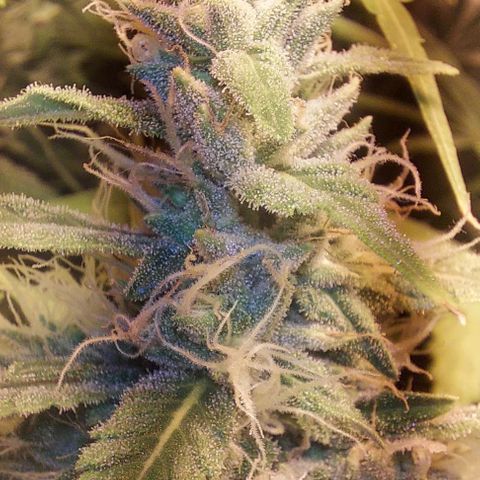 Northern Lights (free seed) growlog photo: start week 6 browning of pistls started another 21 days ish 