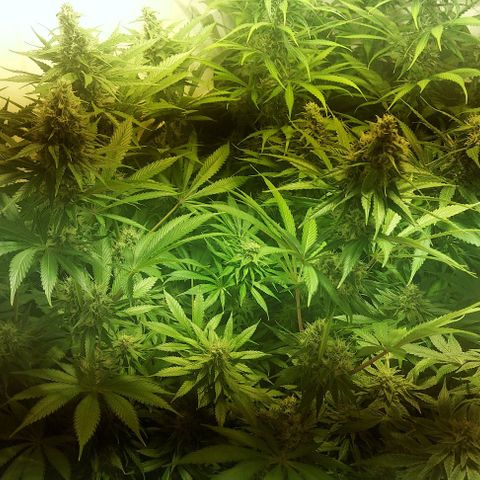 Northern Lights (free seed) growlog photo: start week 6 browning of pistls started another 21 days ish 