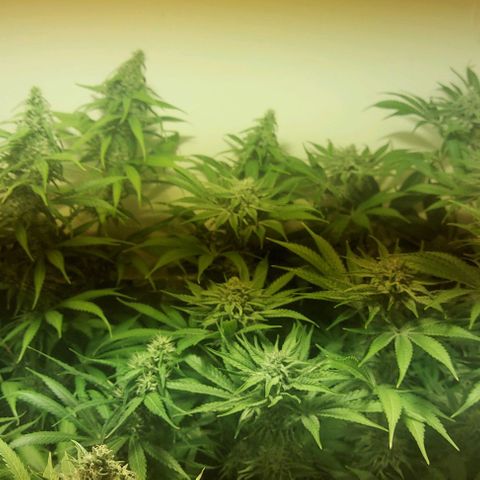 Northern Lights (free seed) growlog photo: start week 6 browning of pistls started another 21 days ish 