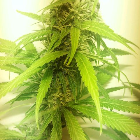 Northern Lights (free seed) growlog photo: start week 6 browning of pistls started another 21 days ish 