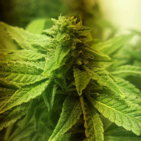 Northern Lights (free seed) growlog photo: start week 6 browning of pistls started another 21 days ish 