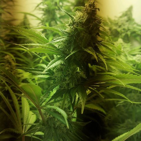 Northern Lights (free seed) growlog photo: start week 6 browning of pistls started another 21 days ish 