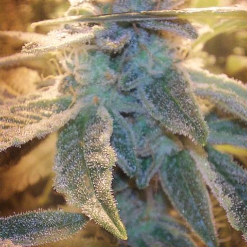 Northern Lights (free seed) growlog timeline photo